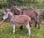 Jenny Donkeys