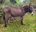 Jenny Donkeys