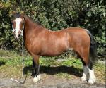 Penymorfa Penny, 12hh Welsh Section A Mare