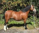 Penymorfa Penny, 12hh Welsh Section A Mare