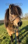 Parlington Alexander, Shetland Stallion