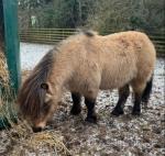 Parlington Alexander, Shetland Stallion