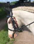 Blue, 13.2hh Riding Gelding