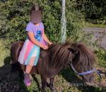 Bobby, Shetland Ride and Drive Gelding