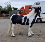 Candieman 15.1hh ride and drive gelding. Candyman, 15.1hh piebald 2021 gelding. This cob need no introduction he is by Steptoe out of a hackney mare. He is bred to step. He has pulled all types of 2 & 4 wheelers. We have driven this cob through the centre of towns through the busiest of traffic and stands tied up at the pub, stopes, etc...
