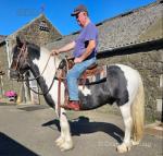 Candieman 15.1hh Ride and Drive Gelding