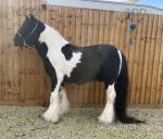 12.3hh Ride and Drive Gelding 