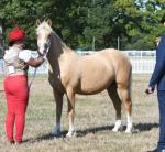 Stanray Golden Rain, Welsh Section C Filly