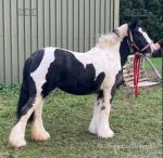 Pollyanna, 12.2hh Mare