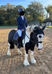 Pollyanna, 12.2hh Mare
