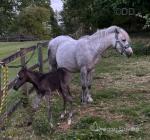 11.2hh Welsh Section A Broodmare with Colt Foal at Foot