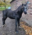 11.2hh Welsh Section A Broodmare with Colt Foal at Foot