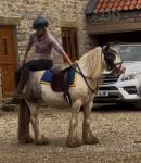 Play Boy, Riding Gelding 