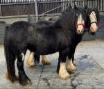 Susie and Bess, 2 traditional mini cob mares. Both 8 years old, passported, chipped and wormed up to date. A matching pair, 12.2hh. Susie and Bess, 2 traditional mini cob mares. Both 8 years old, passported, chipped and wormed up to date. A matching pair, 12.2hh.