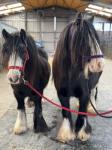 Susie & Bess, 12.2hh Mares