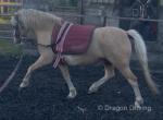 Sonny, 12hh Welsh Section A Gelding