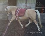 Sonny, 12hh Welsh Section A Gelding