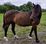 Moelgwyn Pegi, 14.2hh Welsh Section D Broodmare