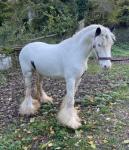 Blue, 13hh Riding Mare