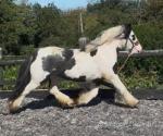Rivermeadow Milly, 12.2hh Mare