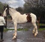 2 Year Old Gelding
