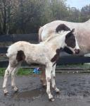 Filly Foal