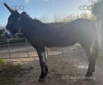 14hh Jenny Donkey
