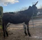 14hh Jenny Donkey