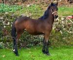 Welsh Section D Filly Foal