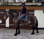 Welsh Section D Filly Foal