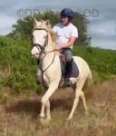 15hh Connemara Gelding