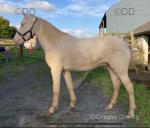 15hh Connemara Gelding