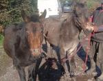 Roger & Oakey, Mule Geldings