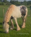 A lovely mare looking for a new home. Good to do in every way. 10 years old. A real family cob, I've had my family on her in the heaviest of traffic. 
