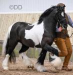 Theoaks Pretty Diamond, Filly