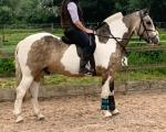 15hh WPB Gelding