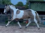 15hh WPB Gelding