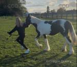 Princess, Yearling Filly