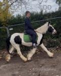 14.1hh Riding Mare