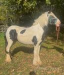 14.1hh Riding Mare