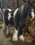 Roley, 14hh on the stick 10 year old traditional cob stallion, tested homozygous tobiano. Dripping in mane and tail, this stunning lad has it all the looks and the temperament to go far. He's looking for a new home due to no fault of his own, and I'll be very sad to see him go.
