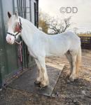 14.1hh, 3 year old colt, ride and drive. Batman and Diesel breeding on both sides, you couldn't ask for better breeding. 100% bombproof in the heaviest of traffic. 