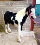 Gawbridge Luella, Filly Foal