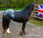Gawbridge Cactus Jacks, Yearling Gelding