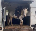 Toby, 13hh Ride & Drive Gelding