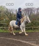 Toby, 13hh Ride & Drive Gelding