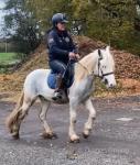 Toby, 13hh Ride & Drive Gelding