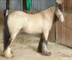 13.1hh Gelding 