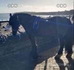 14.1hh Fell Driving Gelding