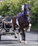 14.3hh Gelding 